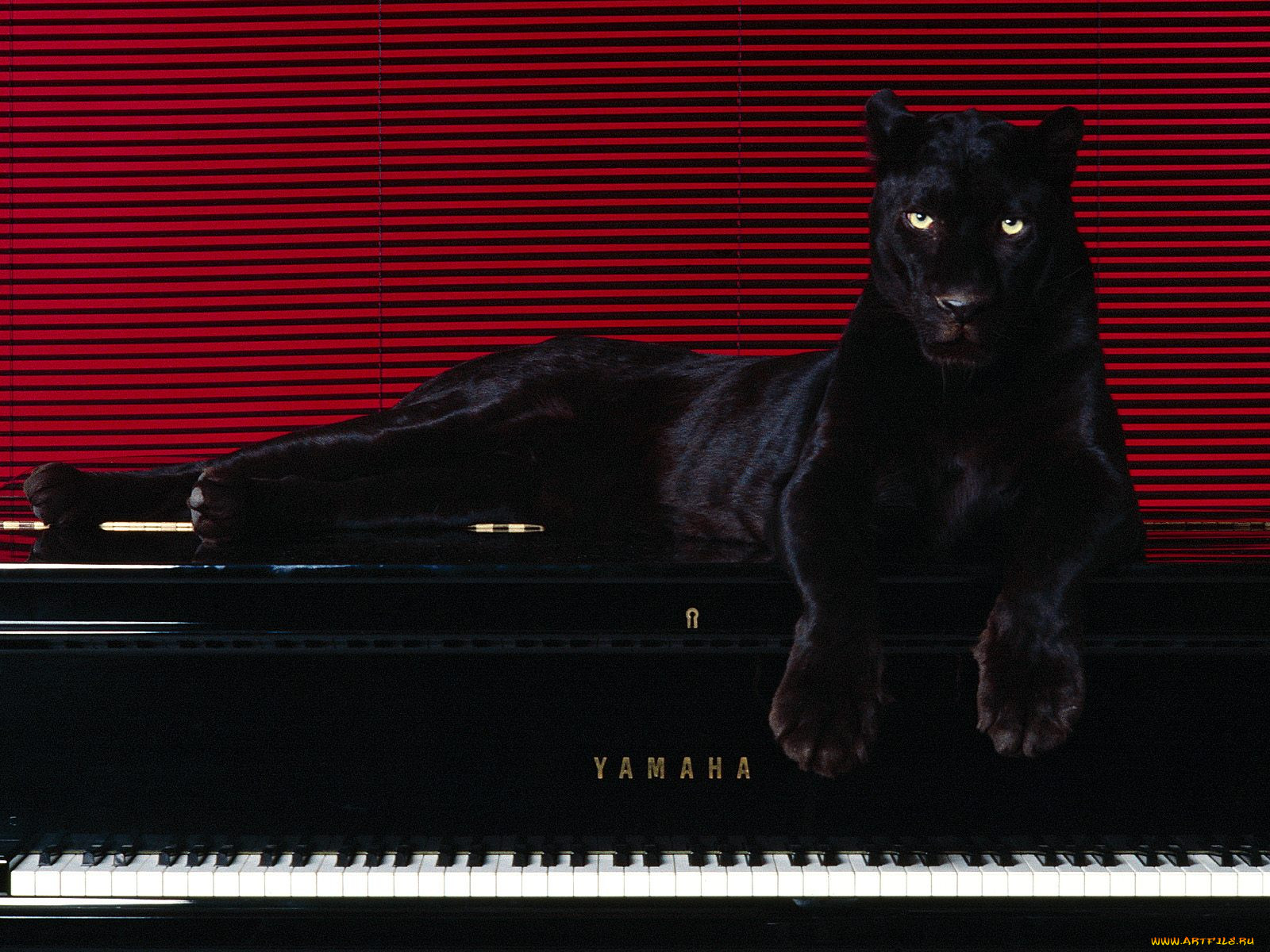 ebony, and, ivories, , 